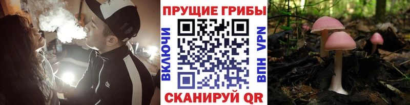 Псилоцибиновые грибы Psilocybine cubensis Ленинградская